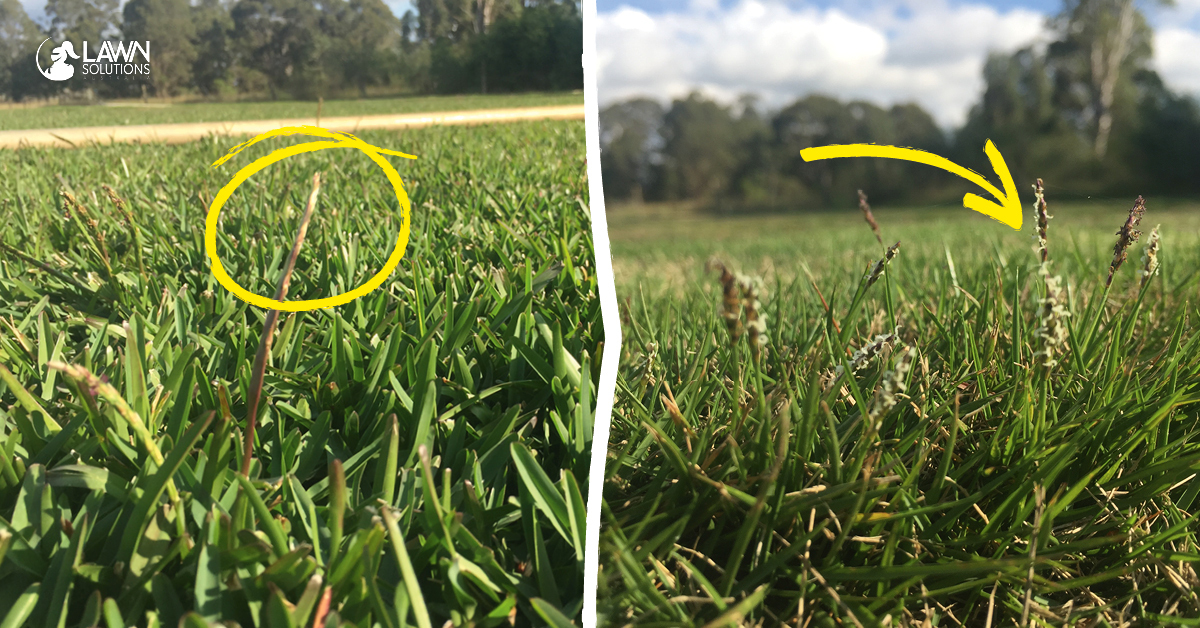 Two side by side photos of a very close up view of lawn seed heads which are indicated with a yellow circle and arrow | featured image for Identifying Lawn Seed Heads.