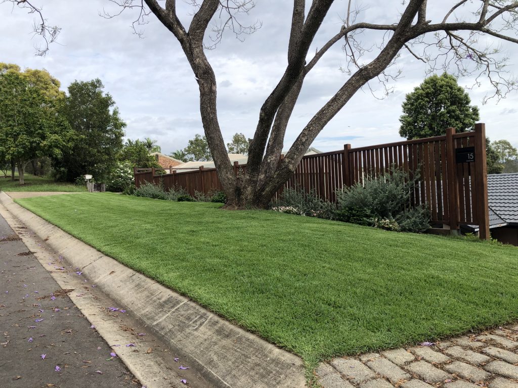 Healthy green lawn with fence and tree in the background | featured image for Derek - Kenmore.